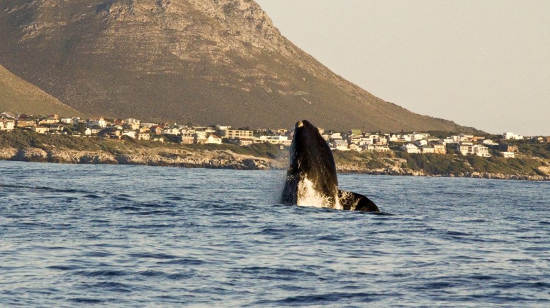 From eco-tours, self-guided treks and hikes, whale-watching, to bungee jumping and rock climbing, there are many things to do in Garden Route National Park.
