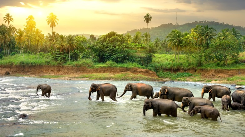 Witness the enchanting sight of a herd of elephants gracefully walking in the river during dusk, a captivating experience among the many things to do in Sri Lanka