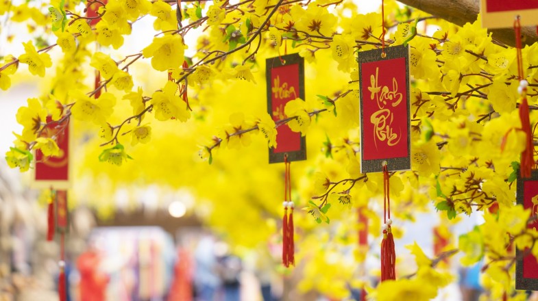 Ochna integerrima tree with lucky money during Vietnamese New Year in Vietnam in January.
