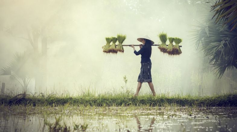 Farmers grow rice during the monsoon season in Vietnam