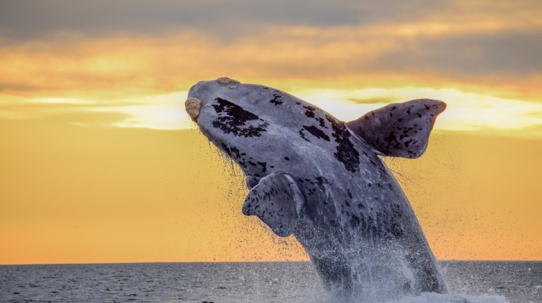Southern Whale jumping out of water in Peninsula Valdes in Patagonia in September.