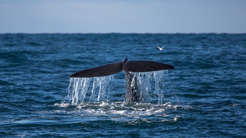 Whale watching is a popular tourist activity in Iceland