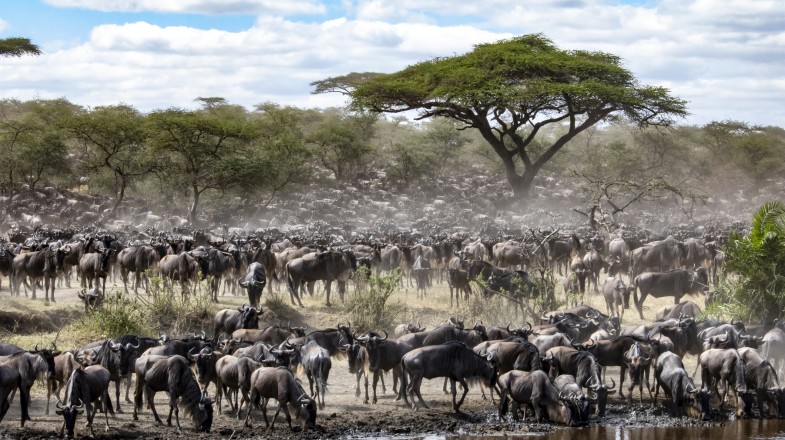 Tanzania in July: Weather, Festivals, And More