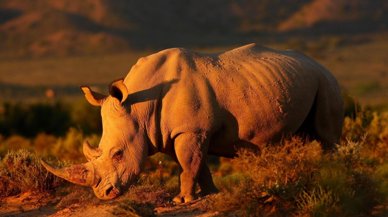 Cape Town, the city of sun-kissed beaches and magnificent mountains, also offers opportunities to embark on the adventure of a lifetime with a safari near Cape Town.