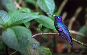Spot wildlife in the Monteverde Cloud Forest Biological Reserve