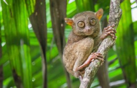 Explore nature in Bohol