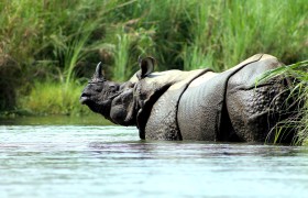 Go on a Safari in Chitwan National Park