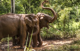 Explore Phnom Penh's Rich Culture & Nature