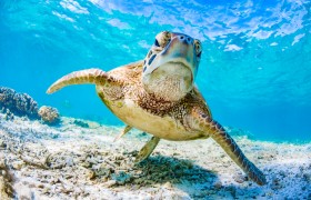 Go for a Coastal Getaway in Cairns
