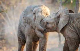 Go on a Safari in Kruger National Park