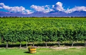 Enjoy a Glass of Wine in Mendoza
