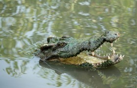 Explore the Wildlife of Mekong Delta