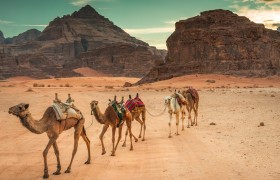 Camel Safari in Wadi Rum