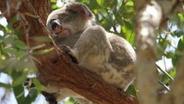 Melbourne to Cairns Adventure Tour