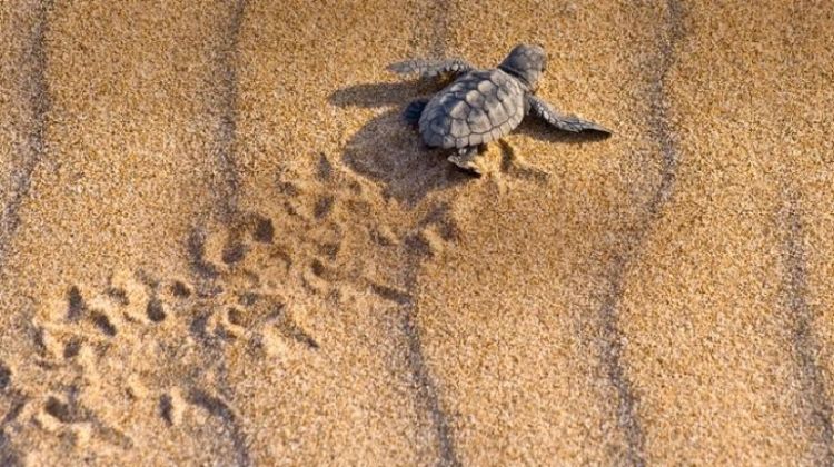Tortuguero National Park Tour – 4-Day Independent Adventure by G