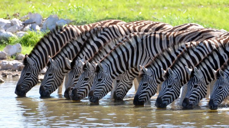 Wildlife Cape Town Safari at Aquila Private Game Reserve by Kabura